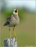 Upland Sandpiper 5