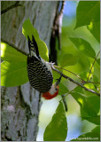 Red-bellied Woodpecker 2