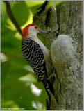 Red-bellied Woodpecker 3