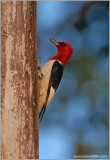 Red-headed Woodpecker 2