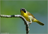 Common Yellowthroat 3