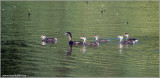 Pied-billed Grebe and family 2