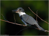 Belted Kingfisher 11