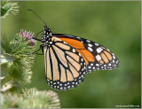 Monarch Butterfly 35