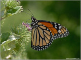 Monarch Butterfly 36