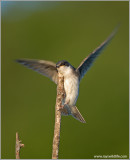 Tree Swallow 6