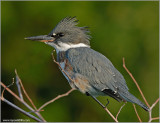 Belted Kingfisher 23