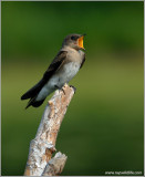 Northern Rough-winged Swallow 10