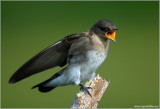 Northern Rough-winged Swallow 11