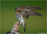 Northern Rough-winged Swallow 12