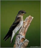 Northern Rough-winged Swallow 13
