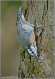 Red-breasted Nuthatch 23