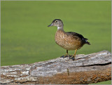 Female Wood Duck 8