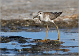 juvenile Lesser Yellowlegs 10