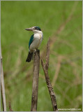 Collared Kingfisher 2