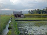 Rice Farm