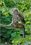 Philippine Macaque