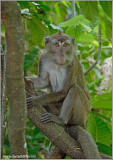 Philippine Macaque