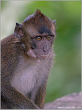 Philippine Macaque