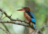 White-throated Kingfisher 6