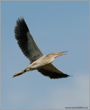 Yellow Bittern 1