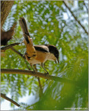 Long-tailed Shrike 2