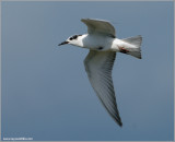 Whiskered Tern 2