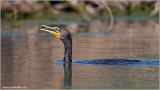 Double-Crested Cormorant 13