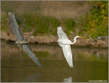 Great Blue chasing an Egret 64