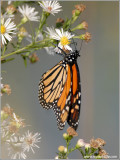 Monarch Butterfly 40