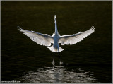 Great Egret 25