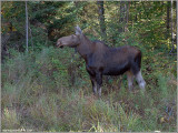 Moose