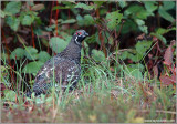 Spruce Grouse 5