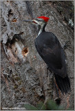 Pileated Woodpecker 4