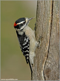 Downy Woodpecker 11