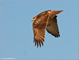 Red-tailed Hawk 78