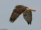 Red-tailed Hawk 79