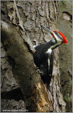 Pileated Woodpecker 8