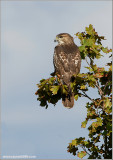 Red-tailed Hawk 80