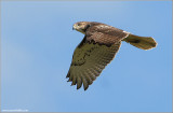 Red-tailed Hawk 82