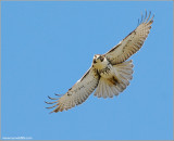 Red-tailed Hawk 84