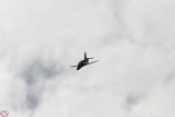 Hawk
