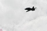 Hawk