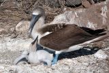 Blue Footed Booby and chick