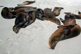 Sunbathing Sea Lions