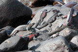 Marine Iguanas