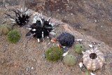 Urchin species
