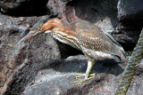 Striated or Lava Heron