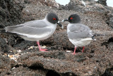 Swallow-tailed gulls