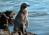 Galpagos Penguins